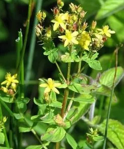 Future Forests Hypericum Tetrapterum More