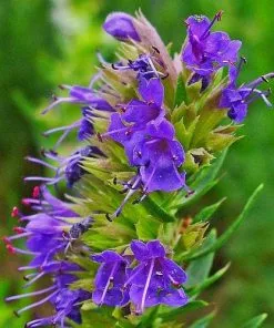 Future Forests Hyssop Herbs