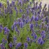 Future Forests Hyssop Herbs 2 Future Forests Hyssop Herbs