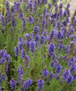 Future Forests Hyssop Herbs