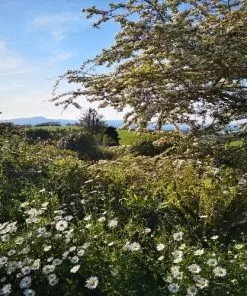 Future Forests Leucanthemum Vulgare
