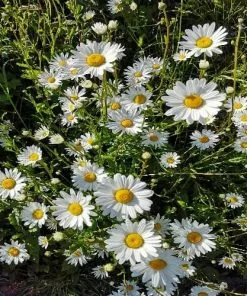 Future Forests Leucanthemum Vulgare