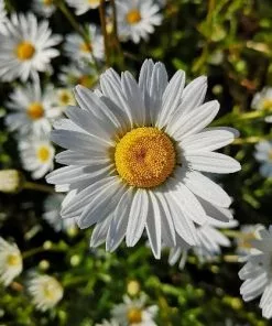 Future Forests Leucanthemum Vulgare