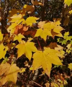 Future Forests Acer Cappadocicum Aureum