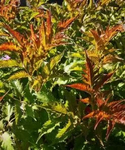 Future Forests Shrubs Sambucus Nigra Serenade