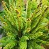 Future Forests Picea Abies Cupressina 2 Future Forests Picea Abies Cupressina