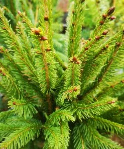 Future Forests Picea Abies Cupressina