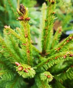 Future Forests Picea Abies Cupressina