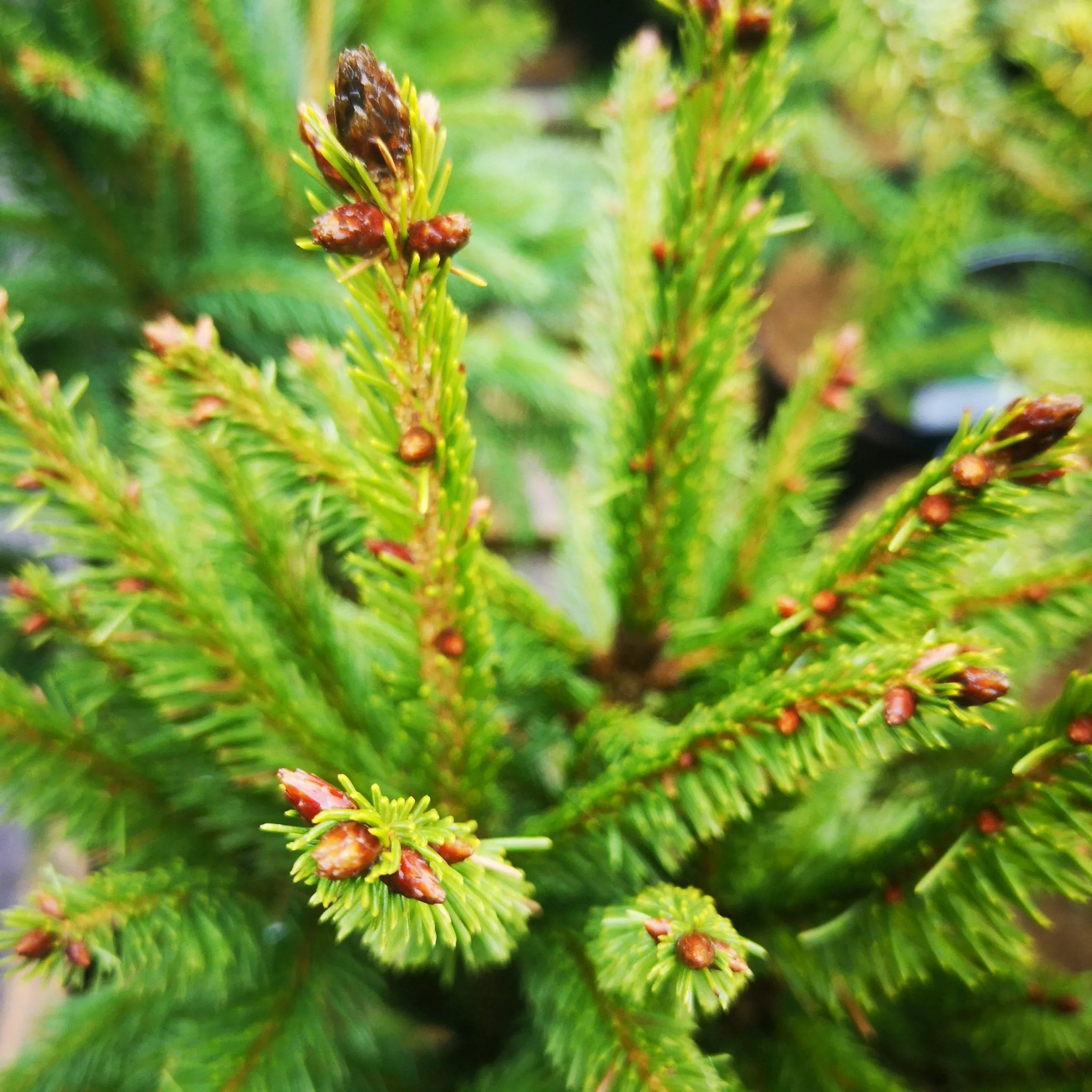 Future Forests Picea Abies Cupressina 4 Future Forests Picea Abies Cupressina