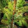 Future Forests Picea Omorika Aurea All Conifers