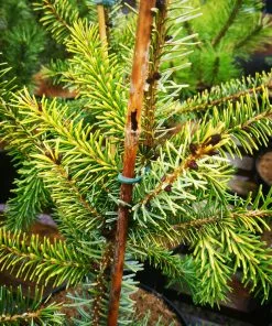 Future Forests Picea Omorika Aurea All Conifers