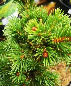 Future Forests Picea Pungens Lucky Strike 7 Future Forests Picea Pungens Lucky Strike