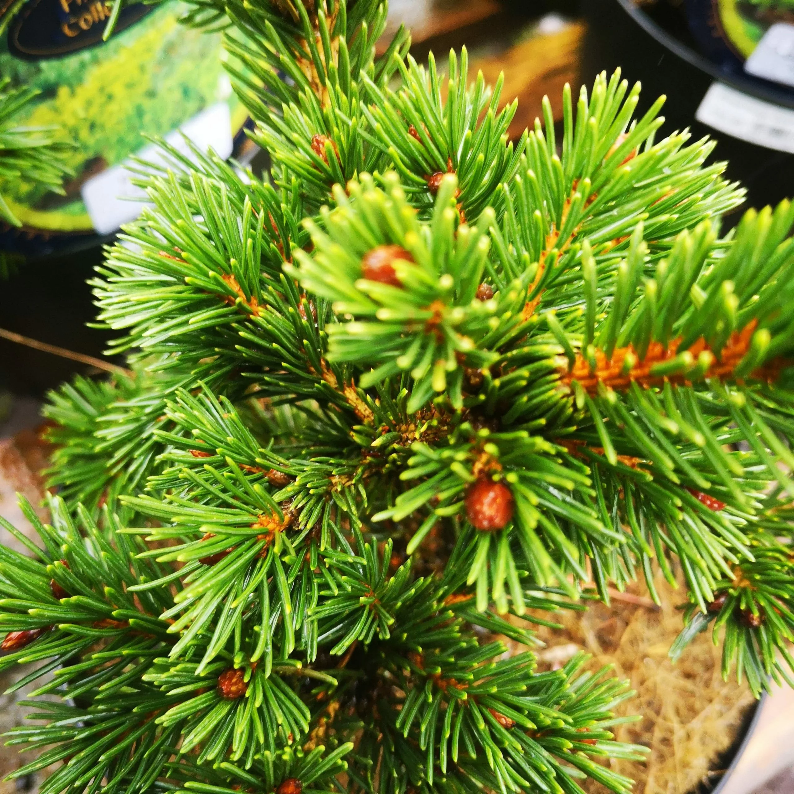 Future Forests Picea Pungens Lucky Strike 5 Future Forests Picea Pungens Lucky Strike