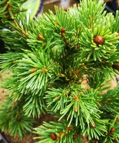 Future Forests Picea Pungens Lucky Strike