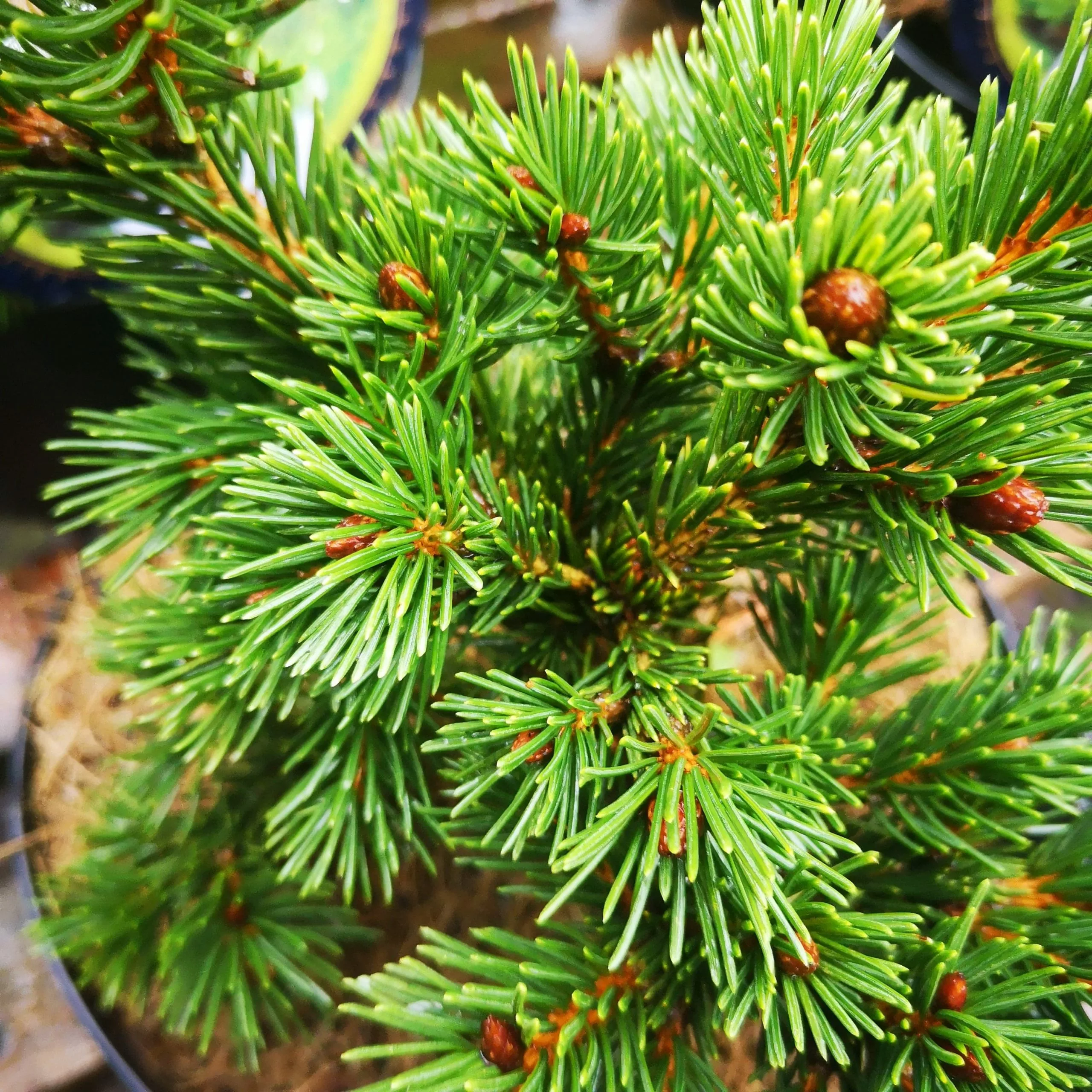 Future Forests Picea Pungens Lucky Strike 3 Future Forests Picea Pungens Lucky Strike