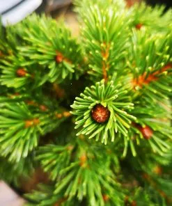 Future Forests Picea Pungens Lucky Strike