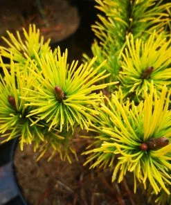 Future Forests Pinus Mugo Golden Glow All Conifers