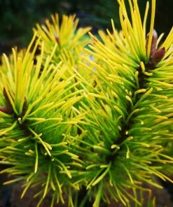 Future Forests Pinus Mugo Golden Glow All Conifers