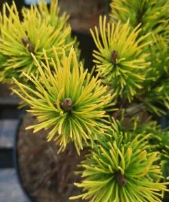 Future Forests Pinus Mugo Golden Glow All Conifers