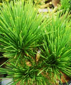 Future Forests Pinus Thunbergii Thunderhead
