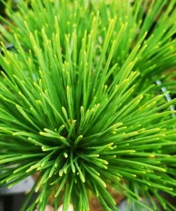 Future Forests Pinus Thunbergii Thunderhead