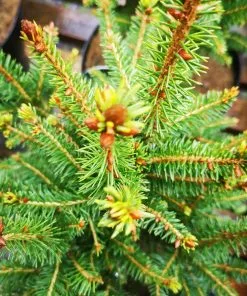 Future Forests Picea Abies Remontii