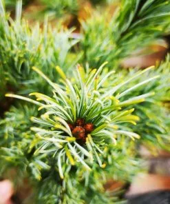 Future Forests All Conifers Pinus Parviflora Bergman