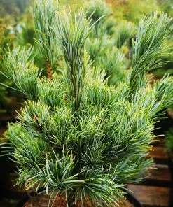 Future Forests All Conifers Pinus Parviflora Bergman