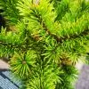 Future Forests All Conifers Pinus Mugo Mumpitz 2 Future Forests All Conifers Pinus Mugo Mumpitz
