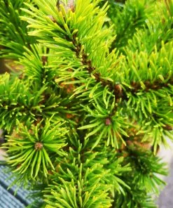 Future Forests All Conifers Pinus Mugo Mumpitz