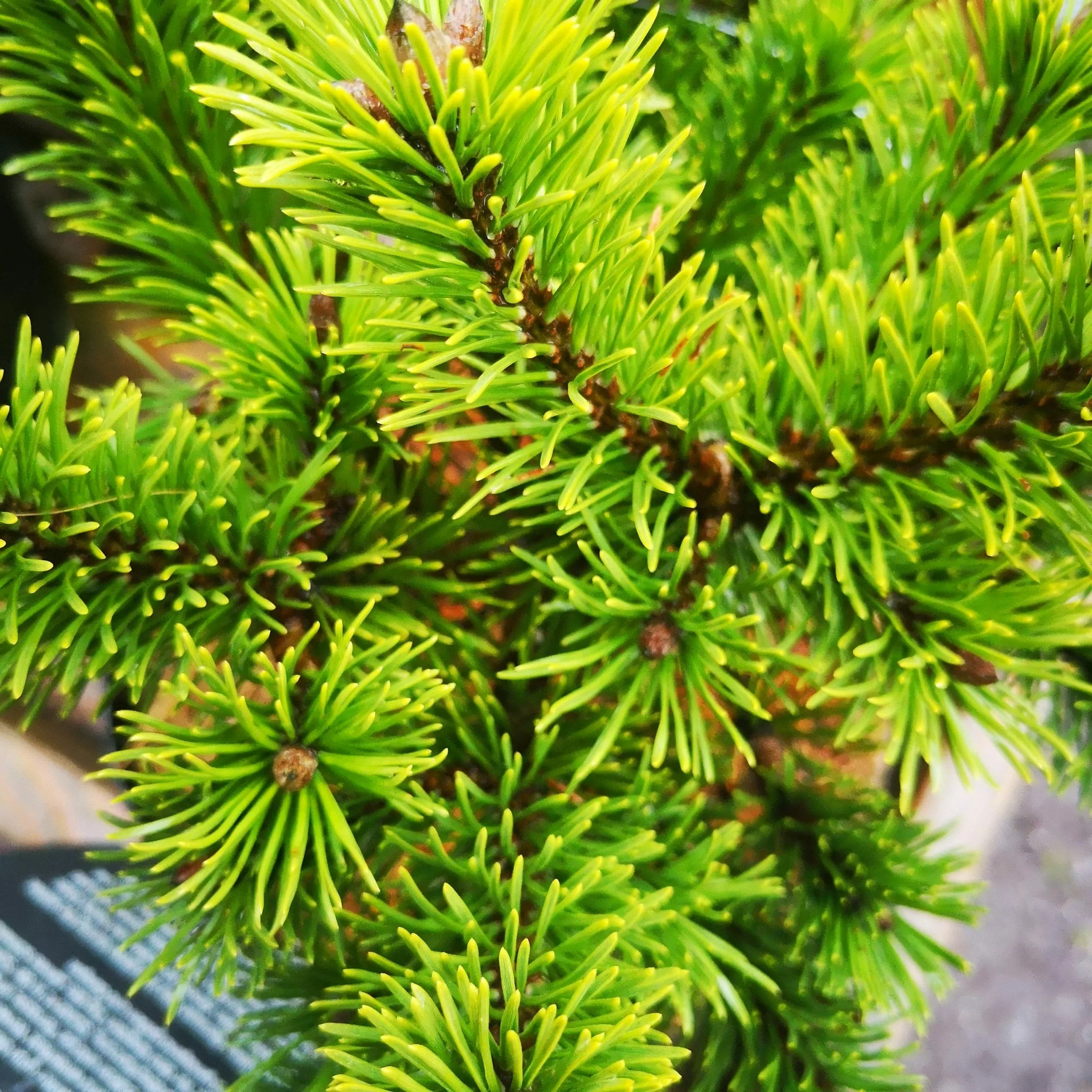Future Forests All Conifers Pinus Mugo Mumpitz 3 Future Forests All Conifers Pinus Mugo Mumpitz