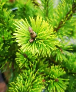 Future Forests All Conifers Pinus Mugo Mumpitz