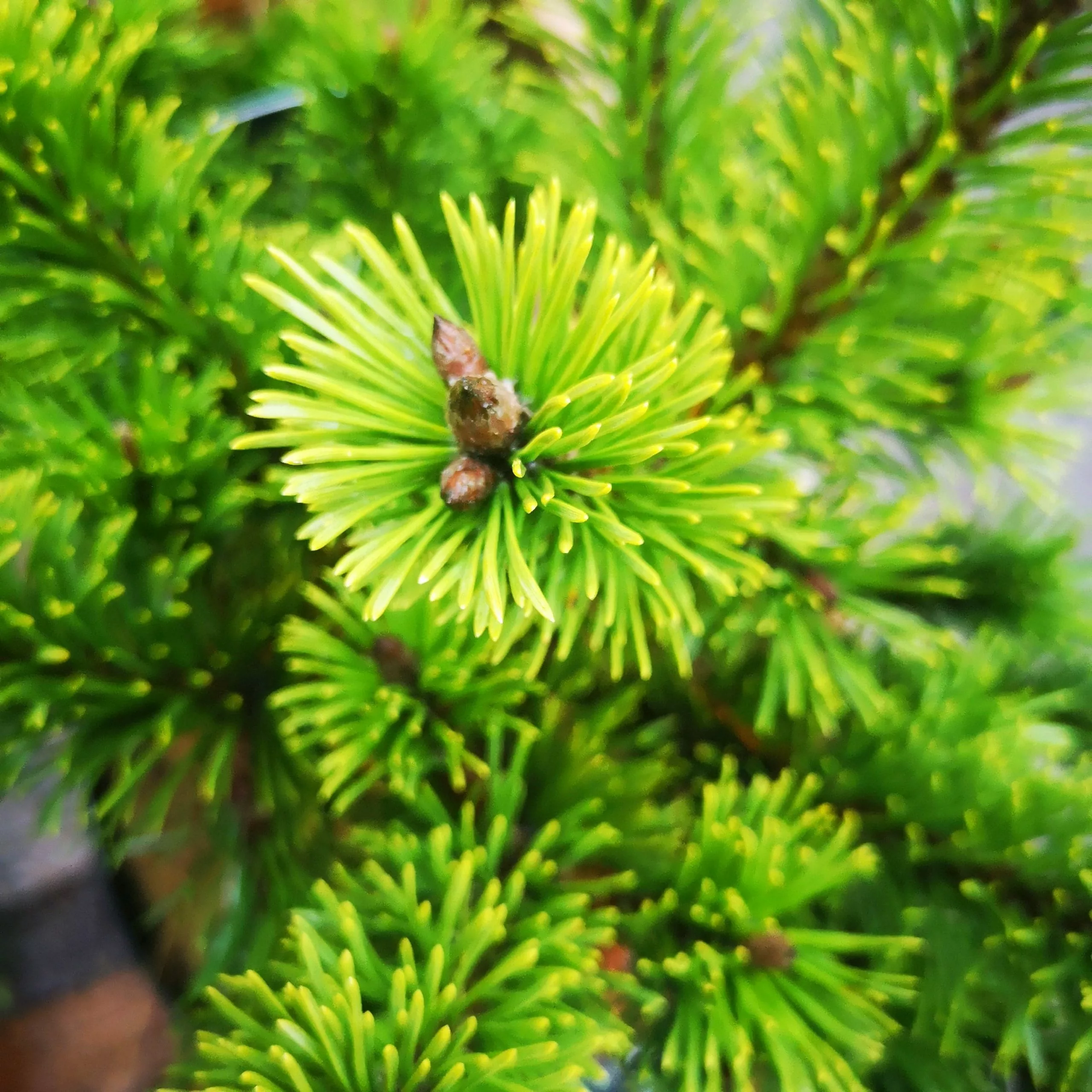 Future Forests All Conifers Pinus Mugo Mumpitz 4 Future Forests All Conifers Pinus Mugo Mumpitz