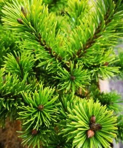 Future Forests All Conifers Pinus Mugo Mumpitz 7 Future Forests All Conifers Pinus Mugo Mumpitz