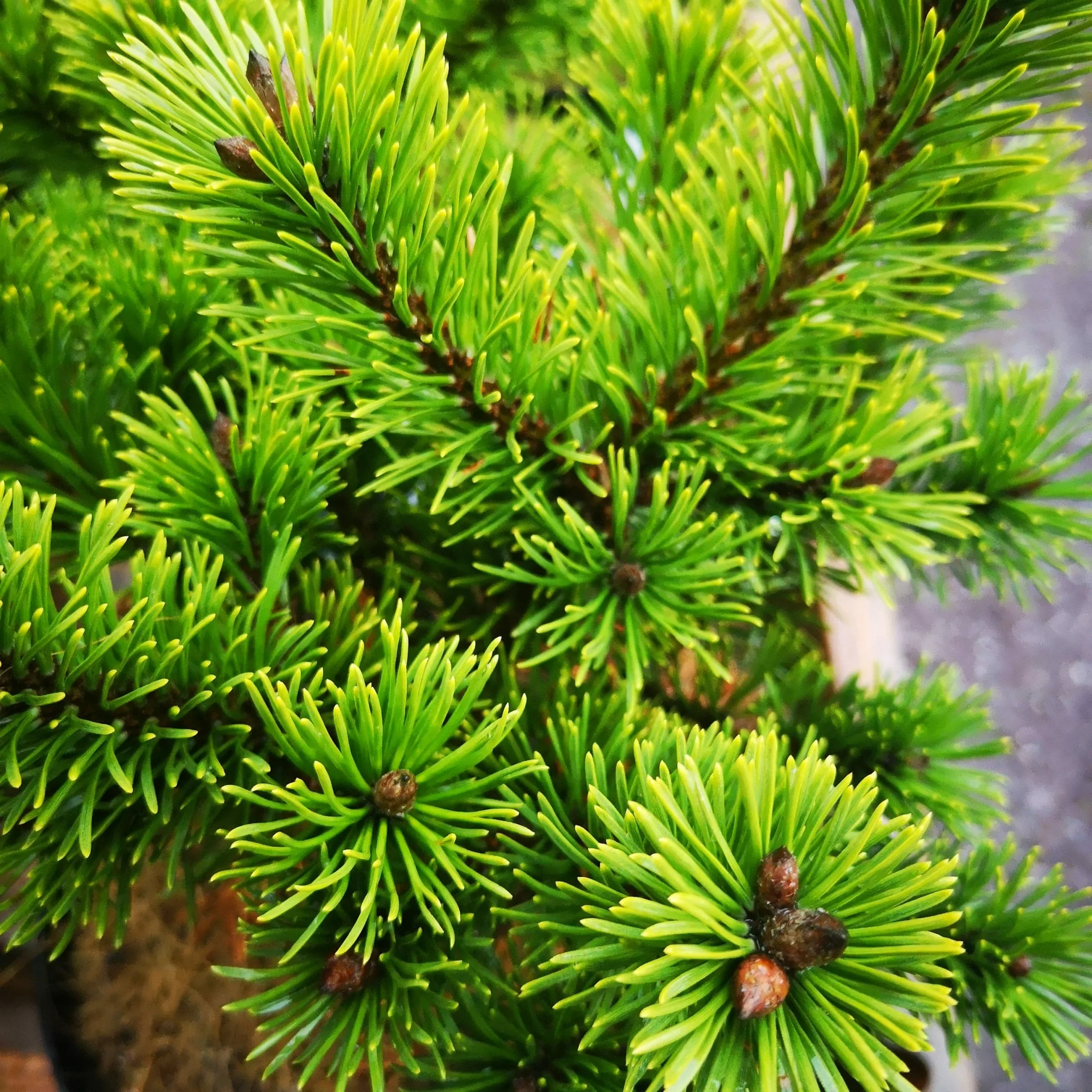 Future Forests All Conifers Pinus Mugo Mumpitz 5 Future Forests All Conifers Pinus Mugo Mumpitz