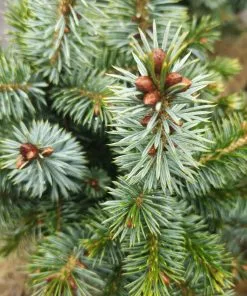 Future Forests Picea Sitchensis Tenas All Conifers