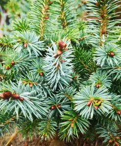 Future Forests Picea Sitchensis Tenas All Conifers