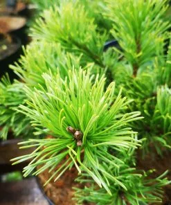Future Forests Pinus Mugo Krauskopf All Conifers