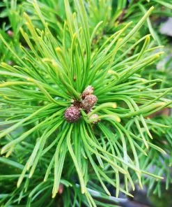 Future Forests Pinus Mugo Krauskopf All Conifers