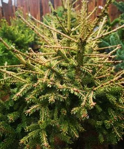 Future Forests Picea Orientalis Wittboldt All Conifers