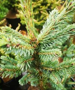 Future Forests Picea Likiangensis Var. Rubescens