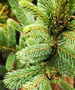 Future Forests Picea Likiangensis Var. Rubescens