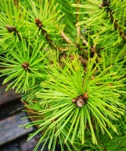 Future Forests Pinus X Densi-thunbergii Jane Kluis