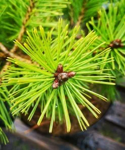 Future Forests Pinus X Densi-thunbergii Jane Kluis