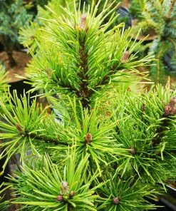 Future Forests Pinus Mugo Arpad
