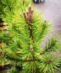 Future Forests Pinus Mugo Arpad