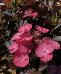 Future Forests Hydrangea Serrata Daredevil