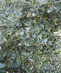 Future Forests Ilex Aquifolium Argentea Marginata