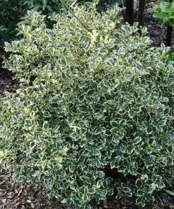 Future Forests Ilex Aquifolium Argentea Marginata