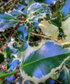 Future Forests Ilex Aquifolium Argentea Marginata